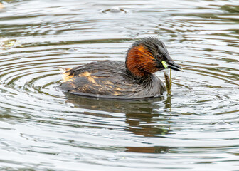 Little Grebe (Tachybaptus ruficollis), often found in lakes and ponds, spotted in Father Collins Park