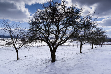 A view of a snowy orchard. Apples are grown in this orchard.