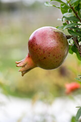 The pomegranate (punica granatum) fruit.