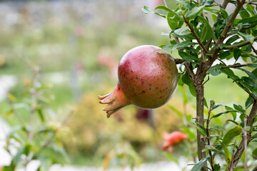 The pomegranate (punica granatum) fruit.