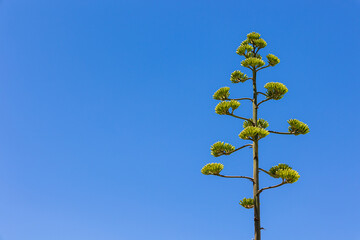 Fiore di agave, Sardegna