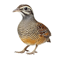 Fototapeta premium A close-up of a Quail