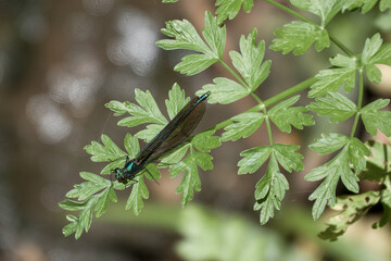 close up of male beautiful demoiselle damselfly with metallic blue body on a green  leaf
