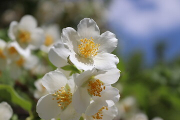 Jasmine blossom
