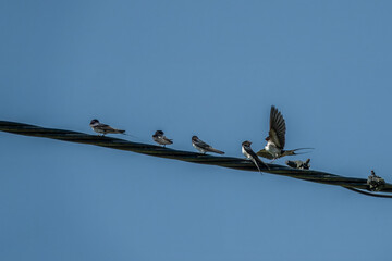 swallows perched on a power cable with blue sky in the background © Penny