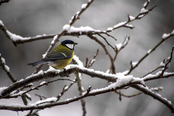 Great Tit Perched on a Snow-Covered Branch in Winter