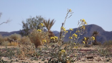 flowers in the Moroccan desert