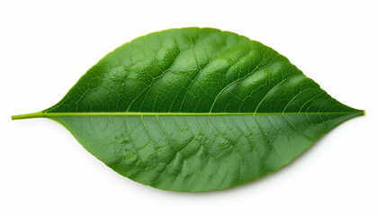 green leaf isolated on white