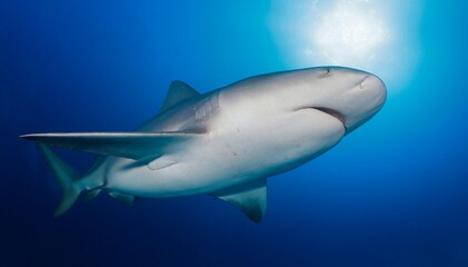 bull sharks in their habitat.