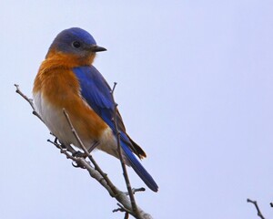 Vibrant Eastern Bluebird singing from a perch early in the morning