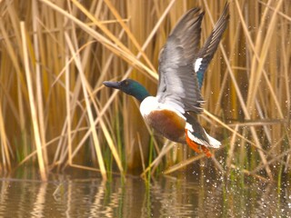Stunning Northern Shoveler duck flying off in a marsh