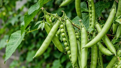 Fresh green peas in pods against lush garden backdrop