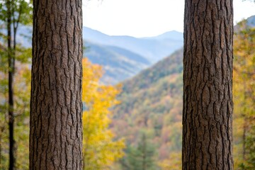 Two tall trees frame a colorful autumn landscape revealing rolling mountains and vibrant foliage in the distance.