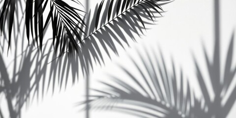 Obraz premium Shadow of palm leaves on white wall, creating an abstract background with black and white contrast, isolated with copy space, nature, background