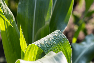 Corn field agriculture. Green nature. Drops of water after the rain shine in the rays of the summer, bright, morning sun on a long green piece of corn. Open landscape.