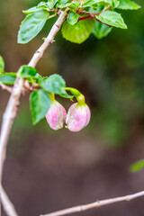 Fuchsia hybrida pertenece a la familia de Onagraceae.