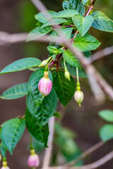 Fuchsia hybrida pertenece a la familia de Onagraceae.