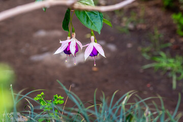 Fuchsia hybrida pertenece a la familia de Onagraceae.
