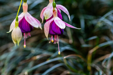 Fuchsia hybrida pertenece a la familia de Onagraceae.