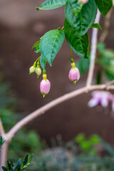 Fuchsia hybrida pertenece a la familia de Onagraceae.