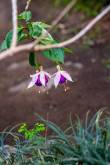 Fuchsia hybrida pertenece a la familia de Onagraceae.
