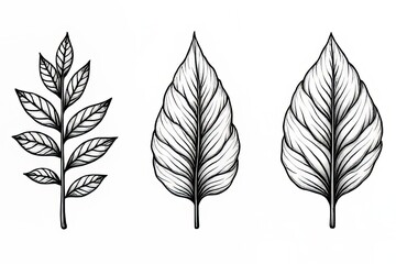 Fototapeta premium Elegant Black and White Botanical Leaf Illustrations for Design