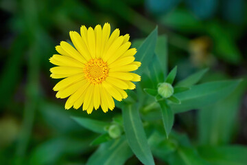 Ringelblume - gelbe Bl&uuml;te in Nahaufnahme an einer Pflanze mit Knospen