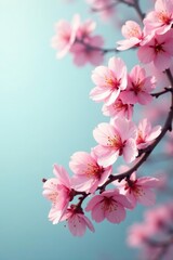 Fototapeta premium Delicate pink cherry blossoms on branches with leaves, blossom, botanical, plant life
