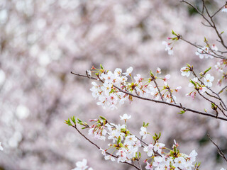 満開の桜