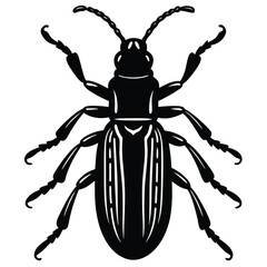 red flour beetle vector illustration