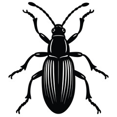 rice weevil vector illustration