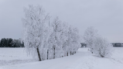 Cold winter landscape with snow and frost