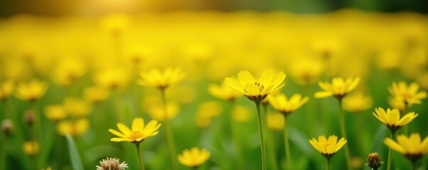 Obraz premium Field of bright yellow Adesmia boronioides flowers in the sunlight, sunlight, boronioides, adesmia