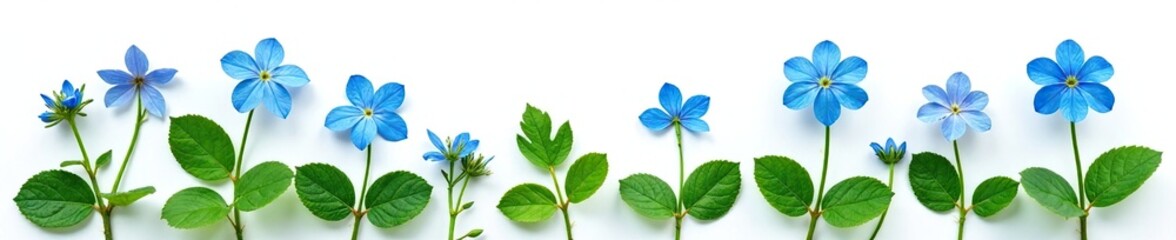 Blue brunnera forget me not leaves and stems on white, forget me not, leaf