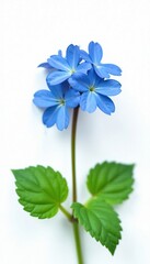 Blue brunnera forget me not leaves and stems on white, blue, nature, brunnera