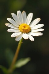 Fototapeta premium Last dried petals of daisy flower on brown stem, wilted flowers, daisies, natural elements