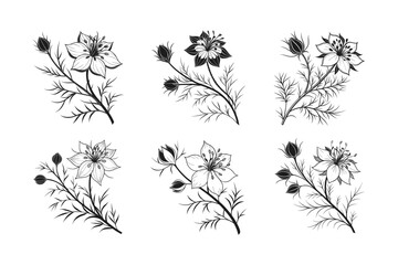 Obraz premium Love-in-a-Mist (Nigella damascena) silhouette vector illustration