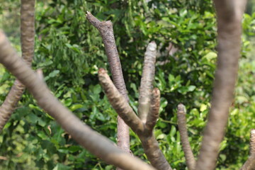 Fototapeta premium Dry Branch: Close-Up of Dead Wood