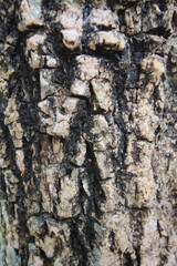 Tree Bark Texture: Natural and Rough