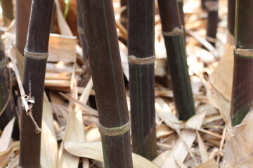 Black Bamboo: Unique and Elegant Stems