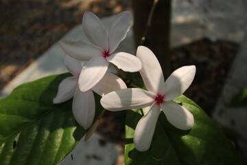 Kopsia Flowers: White Tropical Beauty