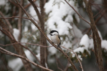 Chickadee in winter with snowy background on the thin branches of a tree