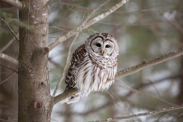Barred owl on a branch in winter looking into the camera lens
