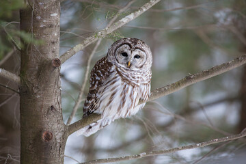Barred owl, Strix varia, a large owl in a tree in winter with white feathers and isolated, looking at the camera