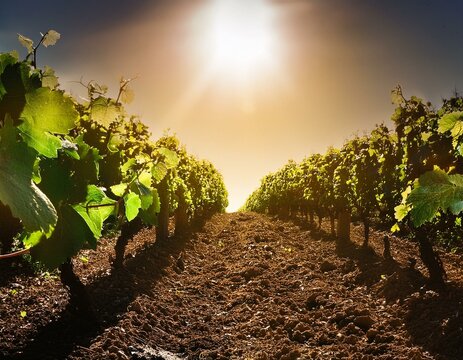 plantaci&oacute;n de uvas en vid