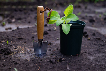 Gardening enthusiast replanting seedlings in a garden bed using gloves and a small shovel on a...