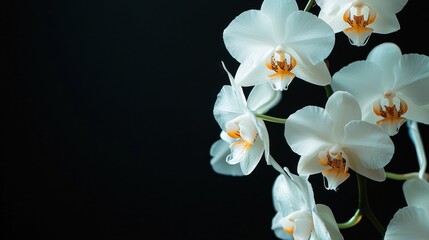 Obraz premium Elegant White Phalaenopsis Orchids Blooming Close up on Black Background