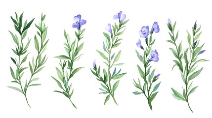 Fototapeta premium Create a set of rosemary sprigs with a touch of purple flowers, isolated on a white background in vibrant green hues