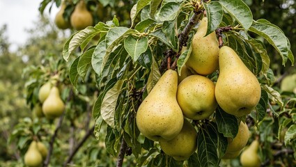 Ripe golden pears on branches with leaves