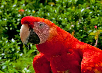 Red macaw in a green tropical forest in Nicaragua.